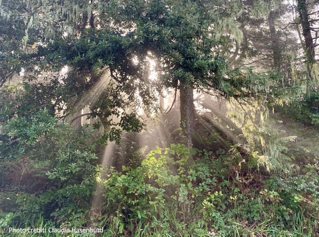 photo of the sun's rays shining through the trees in the forest