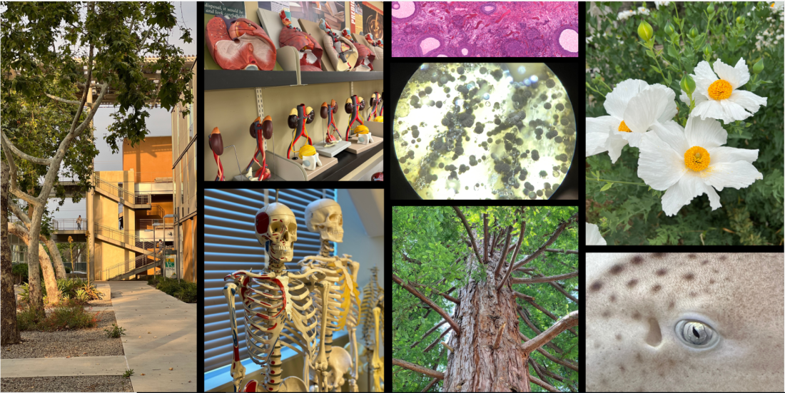 A banner with a variety of Biology related images. From left to right: The exterior of the AHS building, a set of model lungs, a set of model kidneys, a model skeleton, cells under a microscope, a tree, a white flower, and a closeup of a fish.