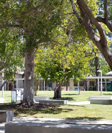 Trees in LAVC Campus