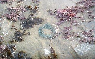 Sea Anemone