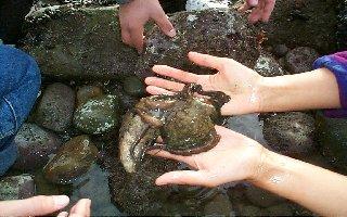 Small Octopus on Student's Hand